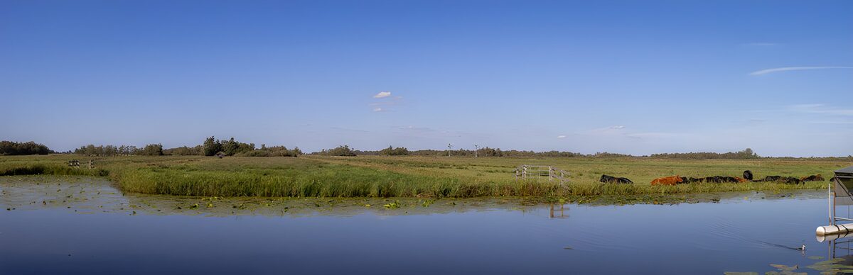 Rustige Weide met Koeien en Water