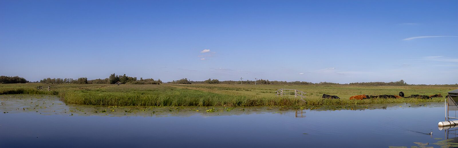 TP33515: Rustige Weide met Koeien en Water