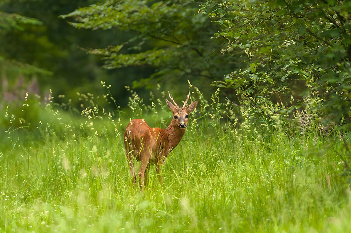 Een jonge ree in het gras