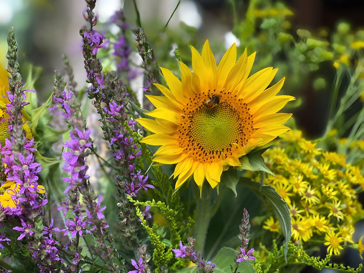 Zonnebloem met bij in wilde bloemen