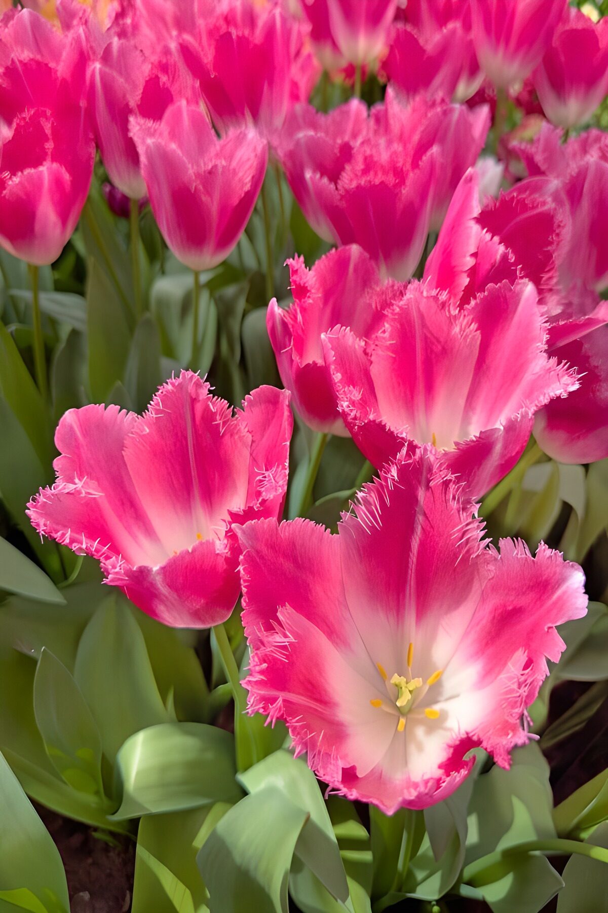 Fringetulpen in Bloei
