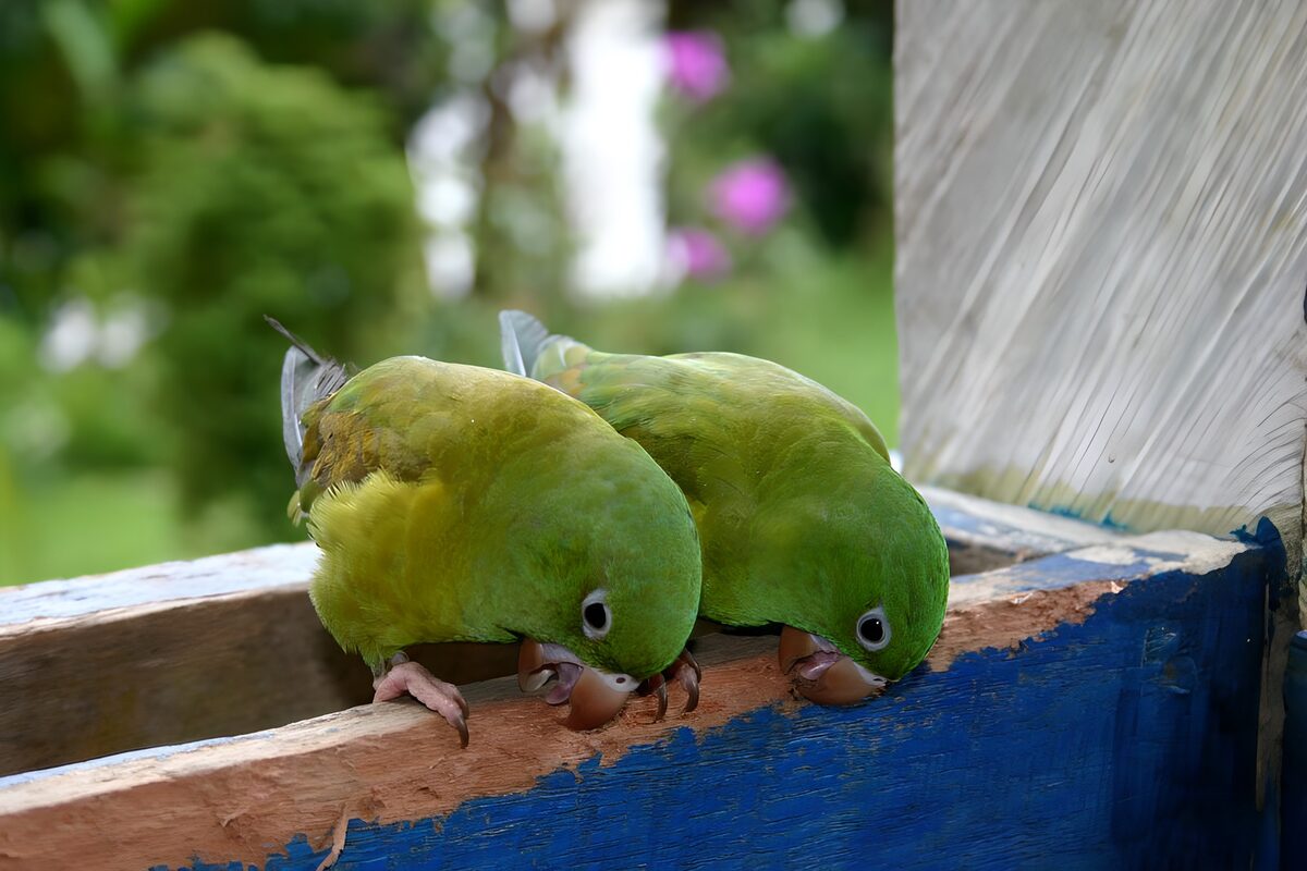Twee vogels op hekje