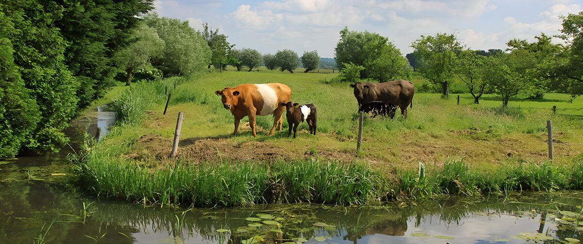 Koeien langs de groene oever