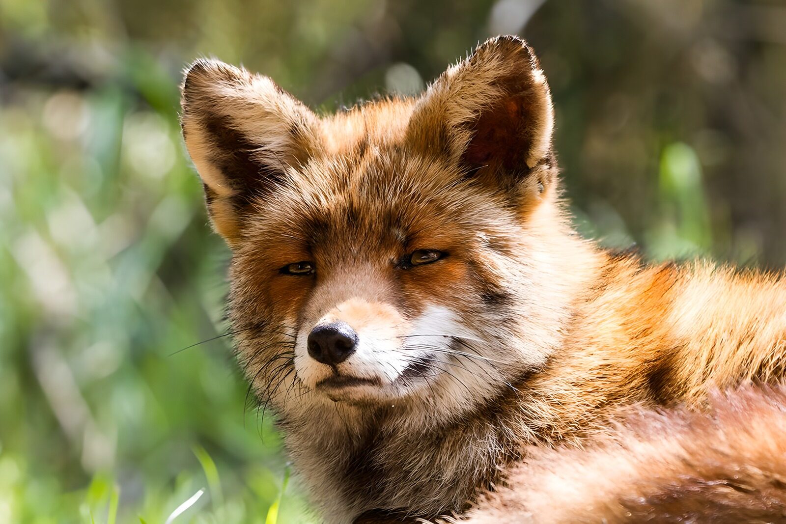 TP42653: Schattige vos in de natuur