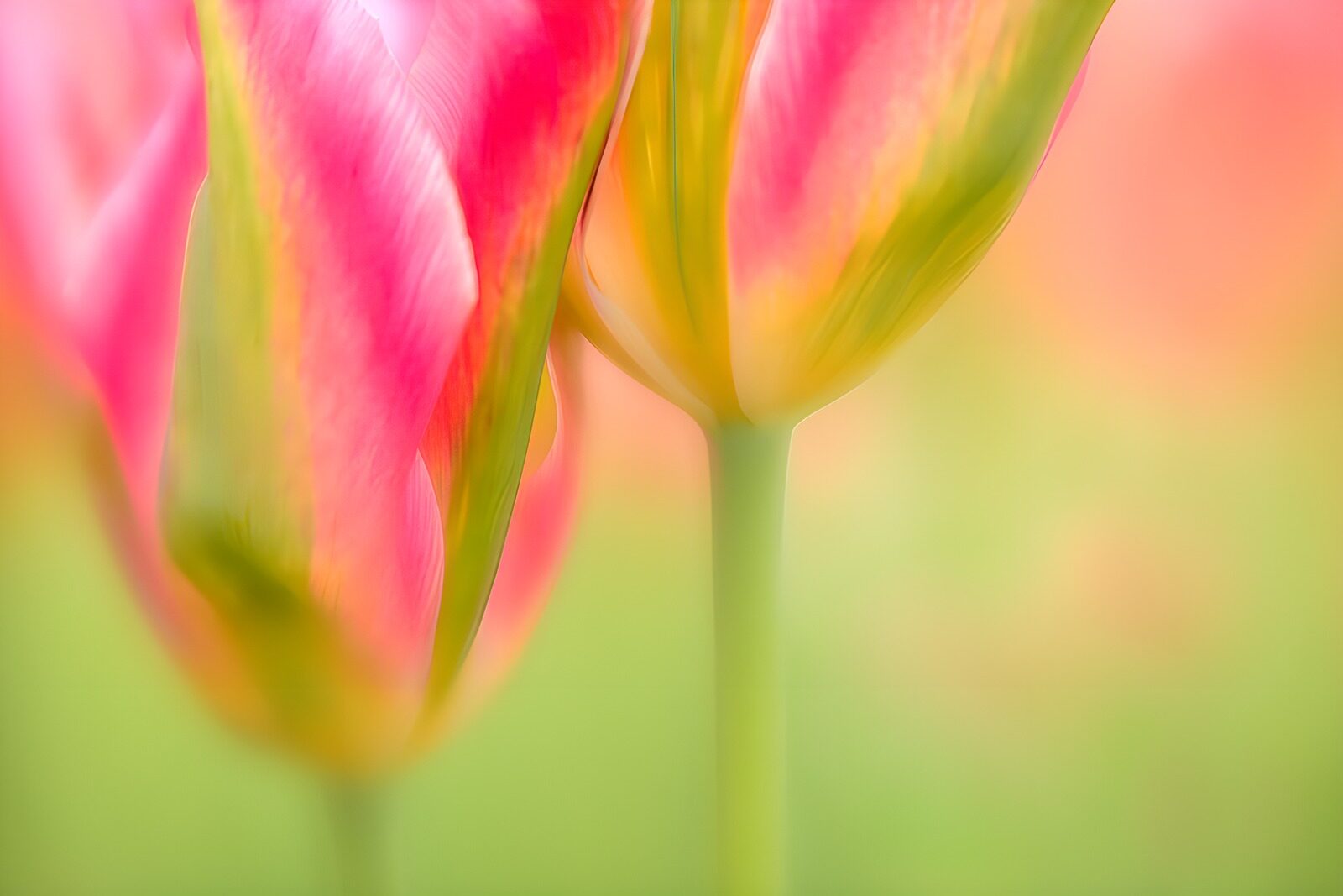 TP97309: Kleurrijke tulpen in zachte tinten