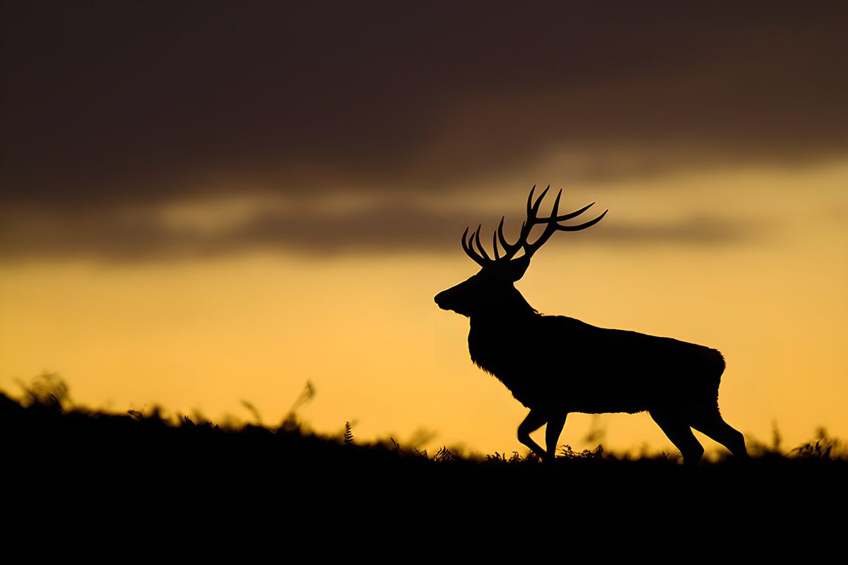 Hert silhouet bij zonsondergang