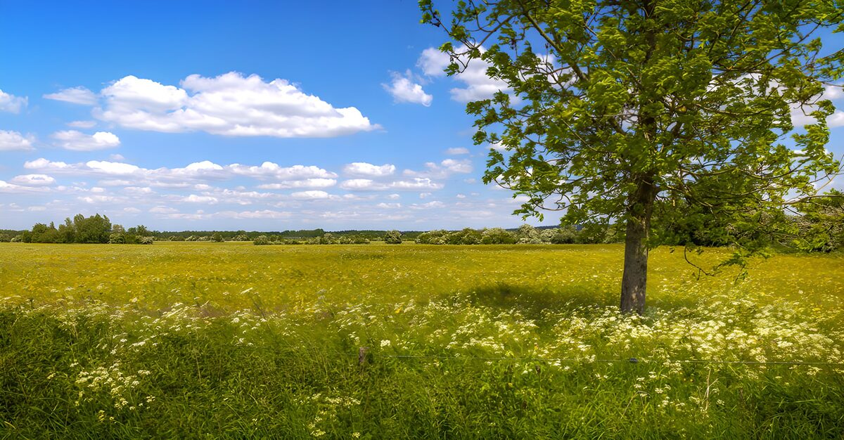 Prachtig landschap met een groene boom