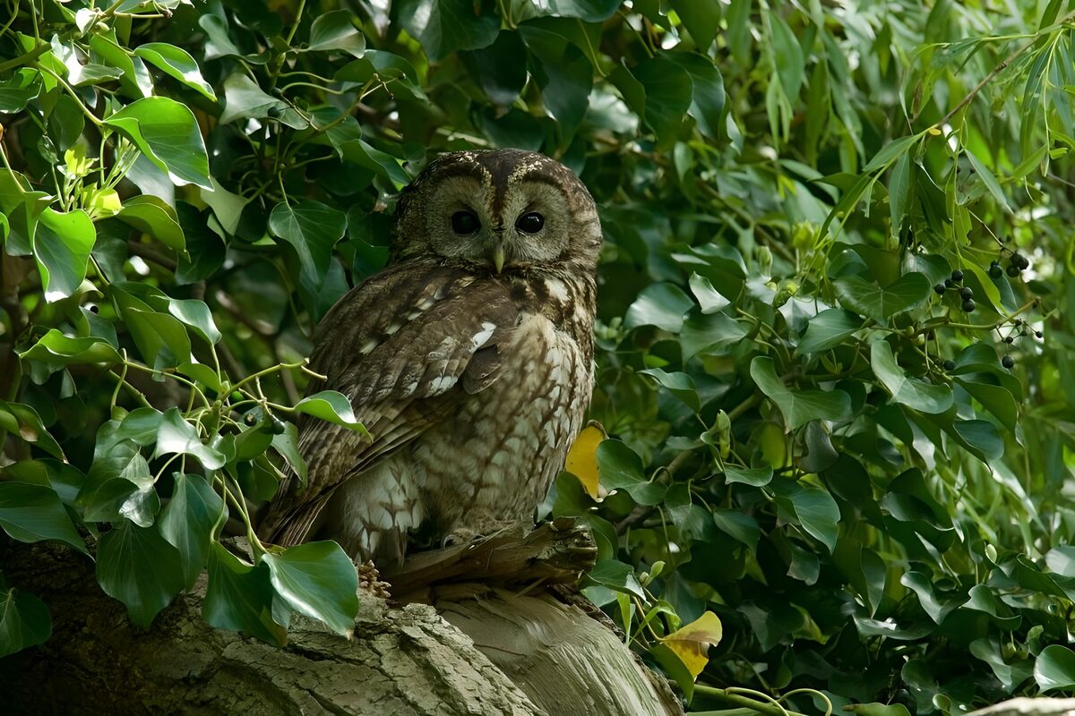 Uilen in het groen