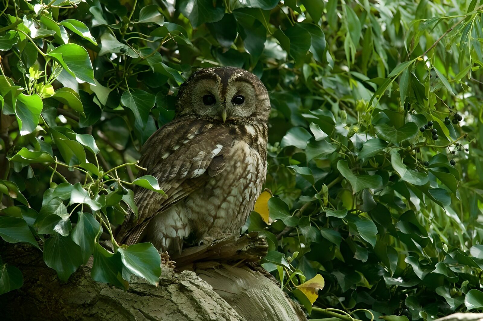 TP23507: Uilen in het groen