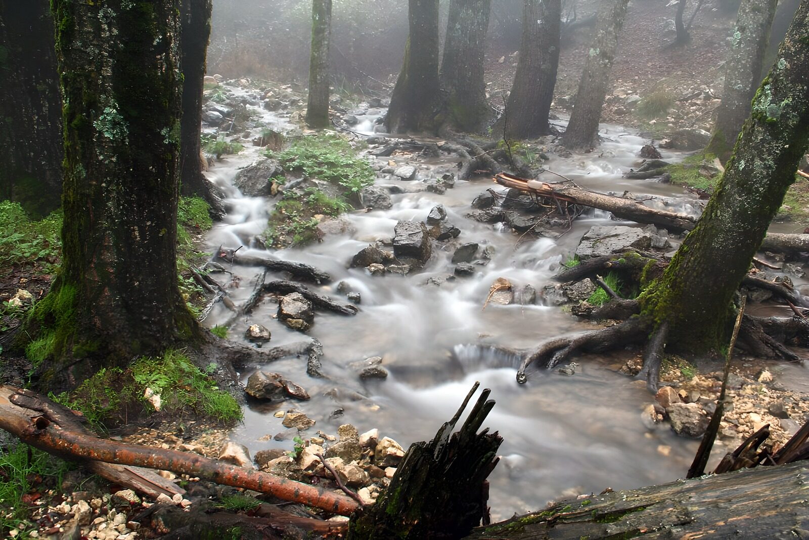TP73718: Mistige Rivier Tussen Bomen