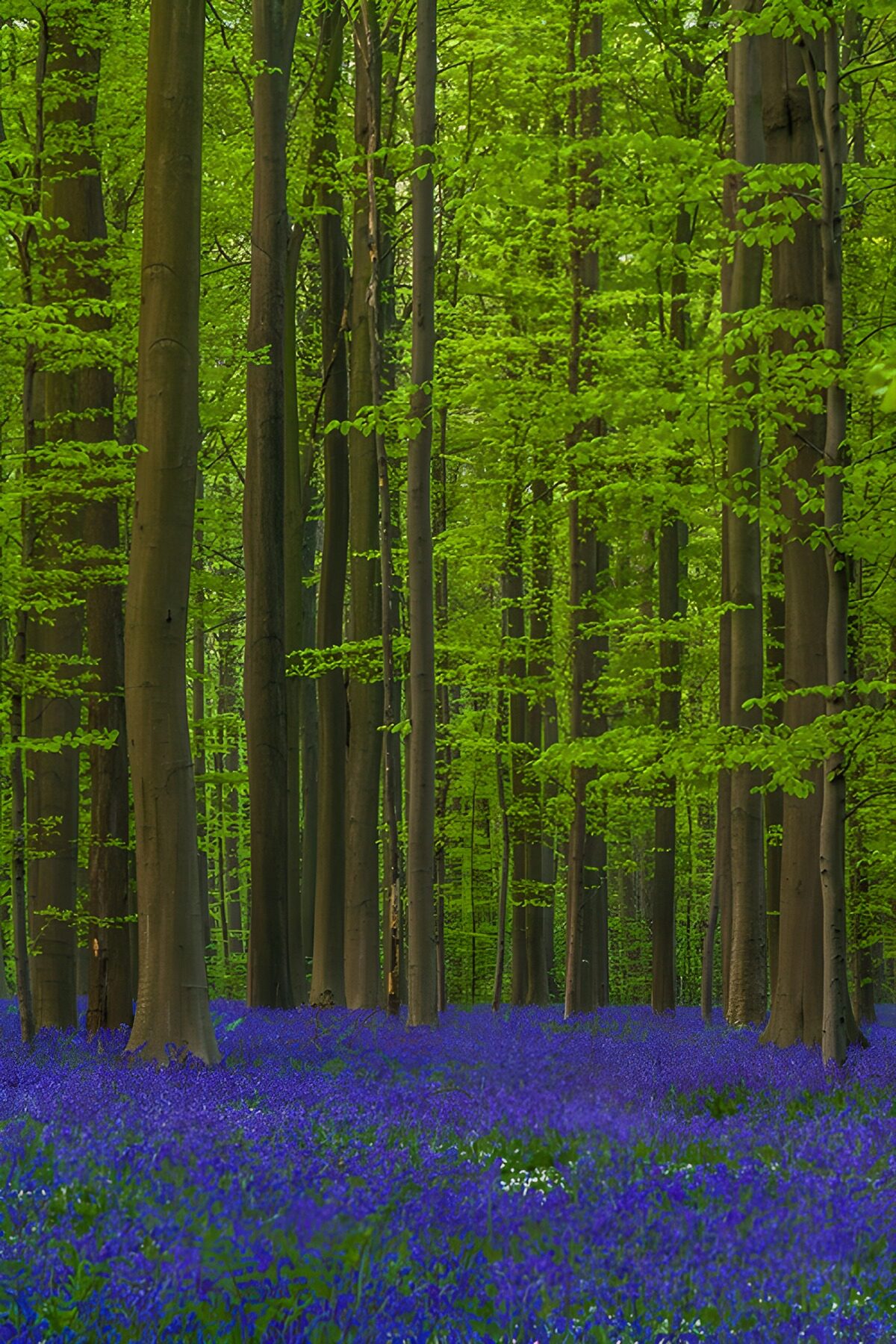 Bomen met veld van blauwe bloemen