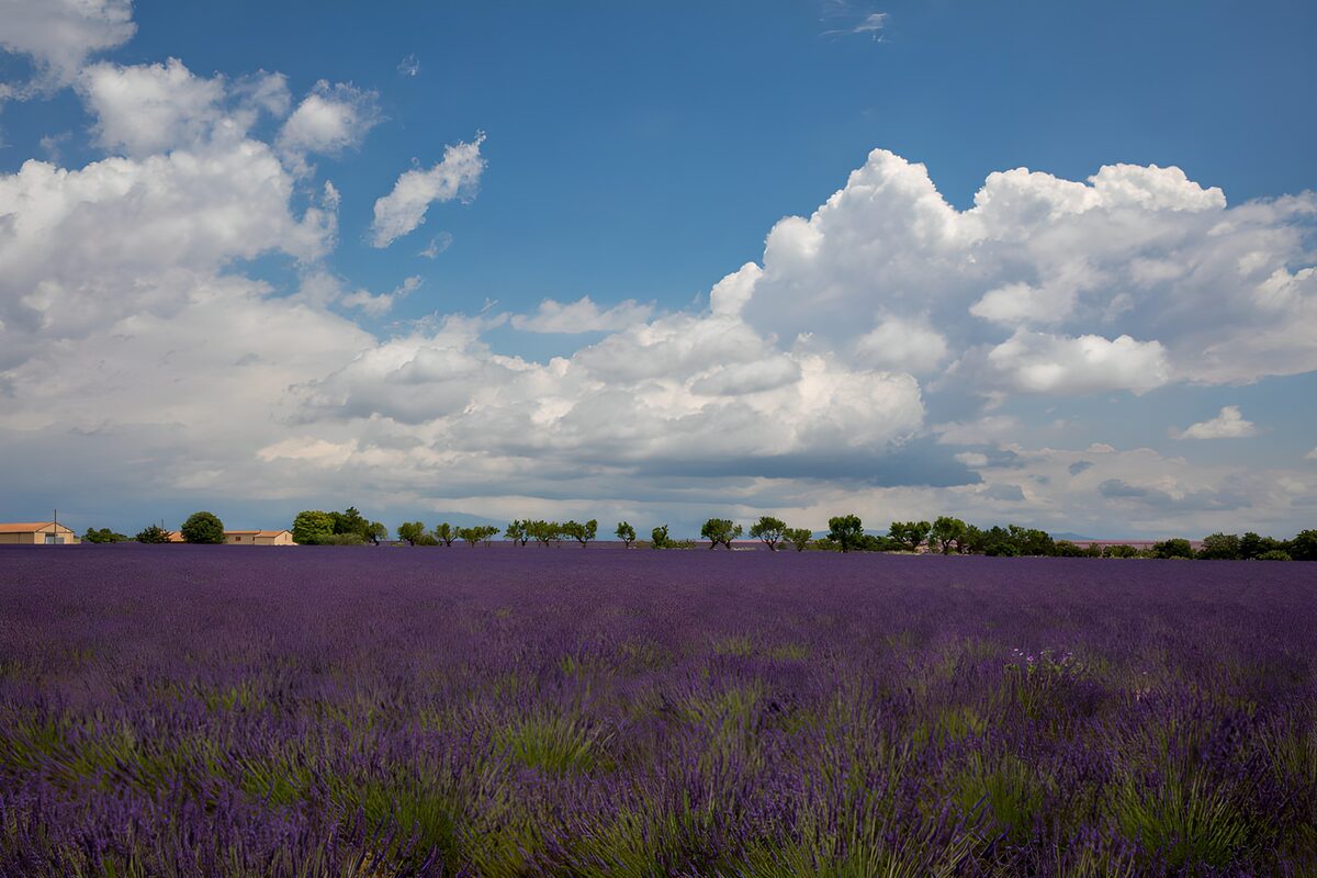 Lavendelveld onder een blauwe lucht