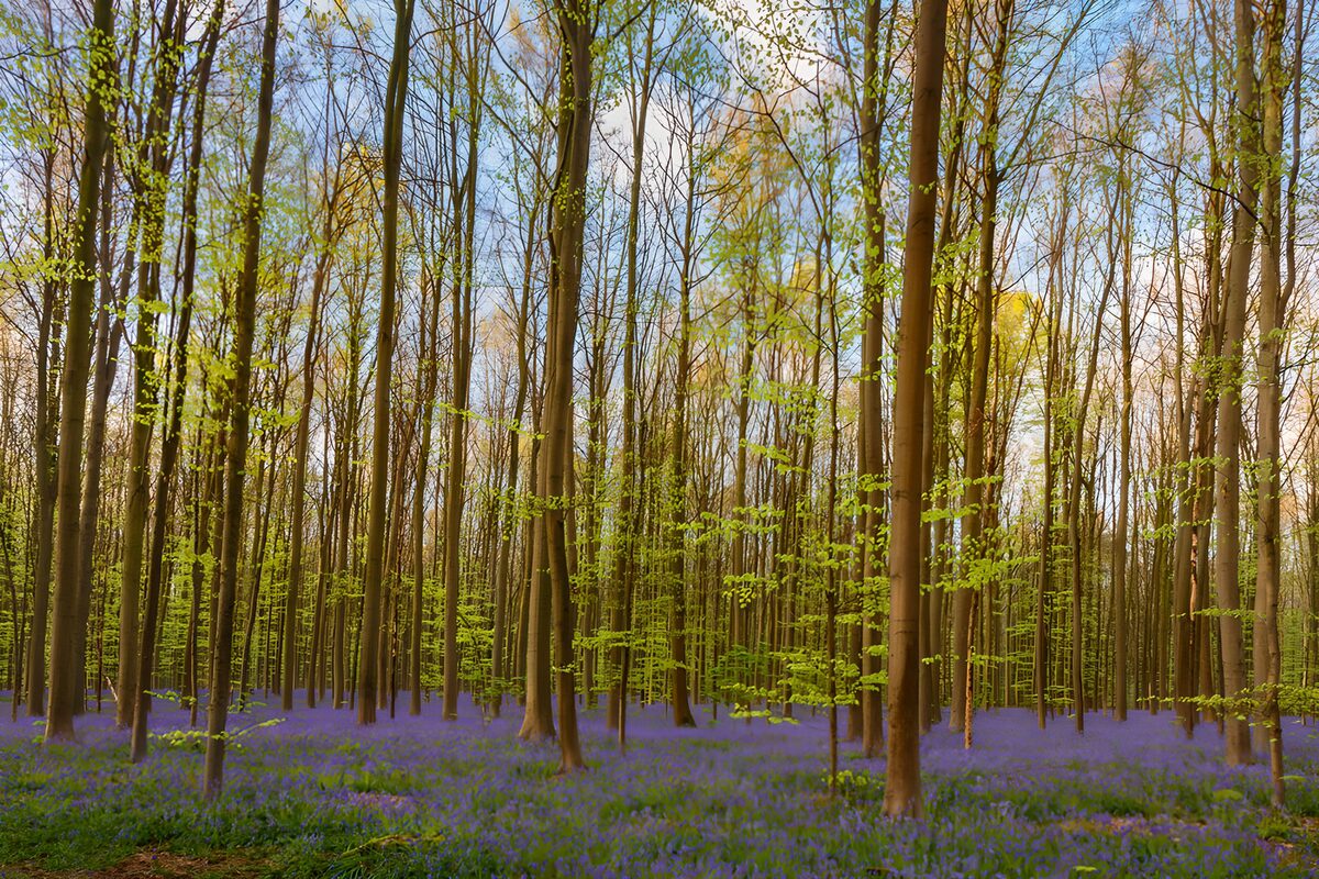 Betoverend Bloemenbos in Lente