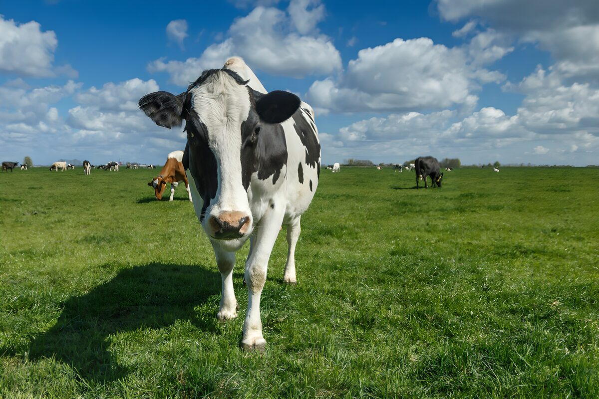 Blije koe op een groene wei