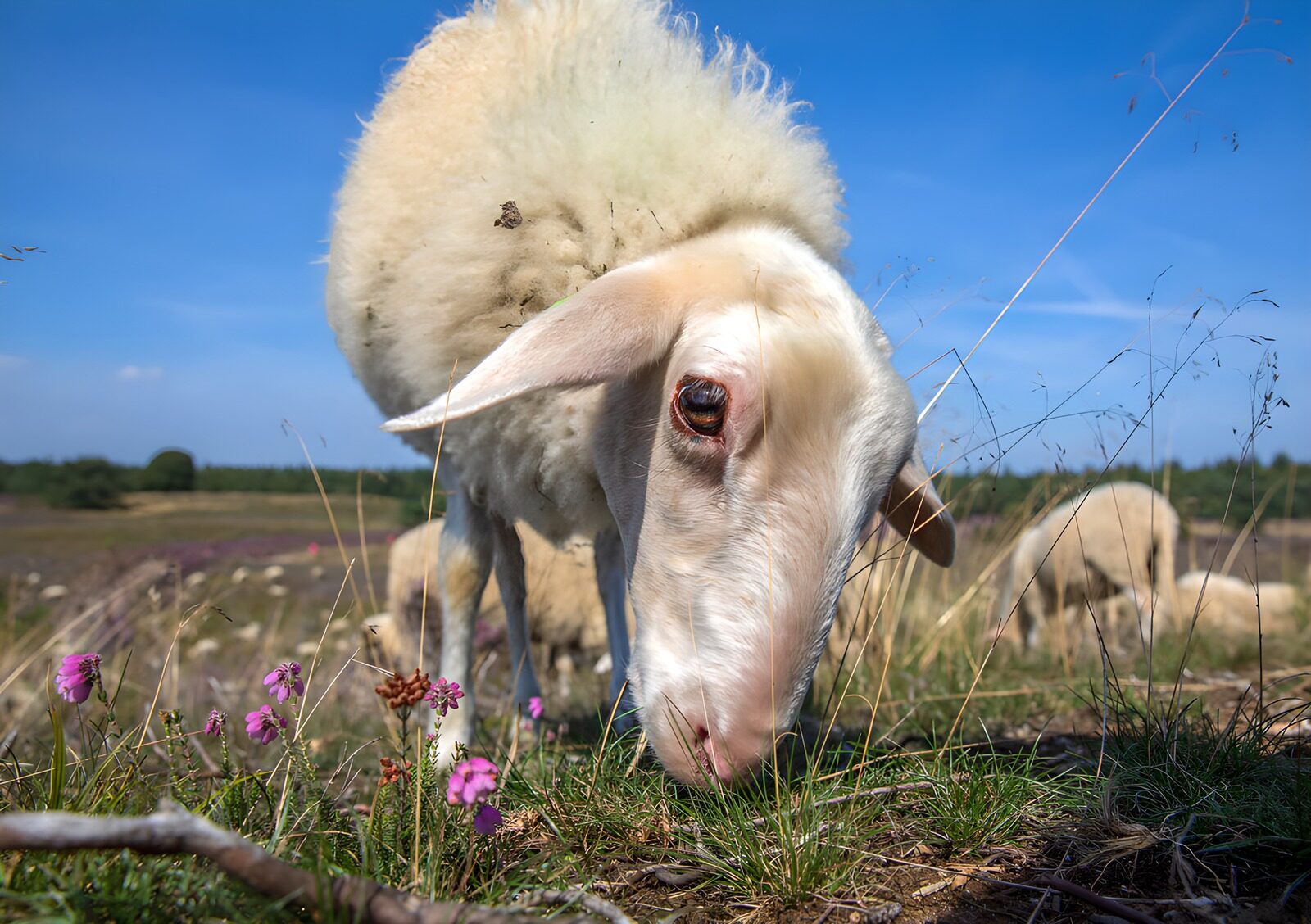 TP44112: Schaap in weelderig landschap