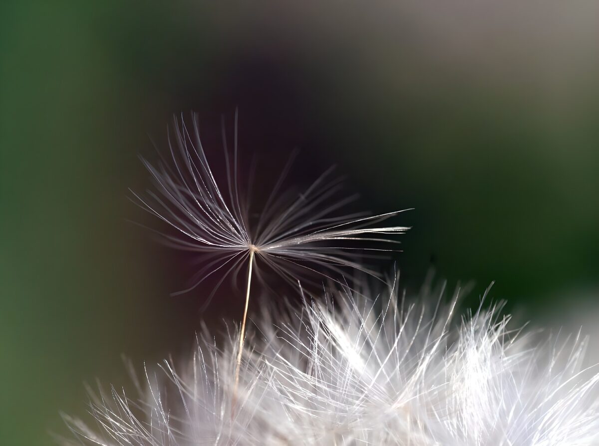 Pappus draden