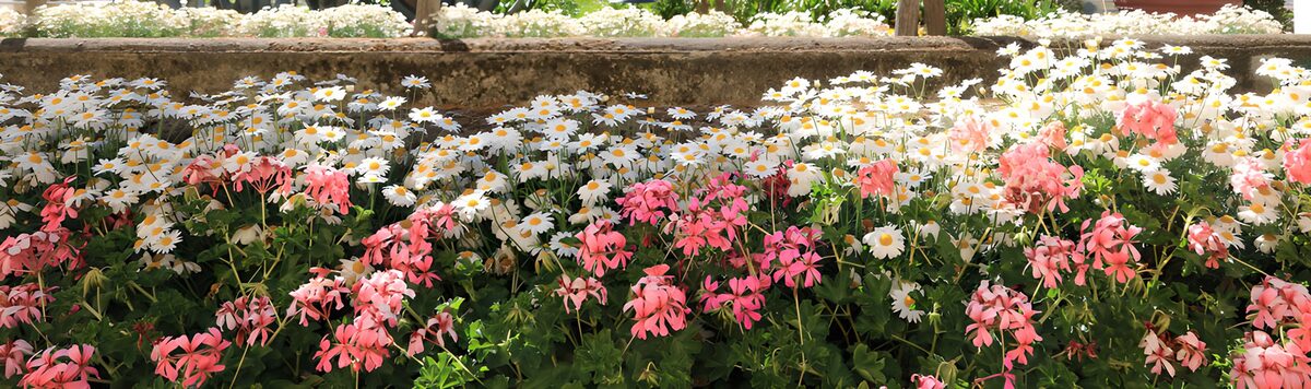 Kleurrijke bloementuin in volle bloei