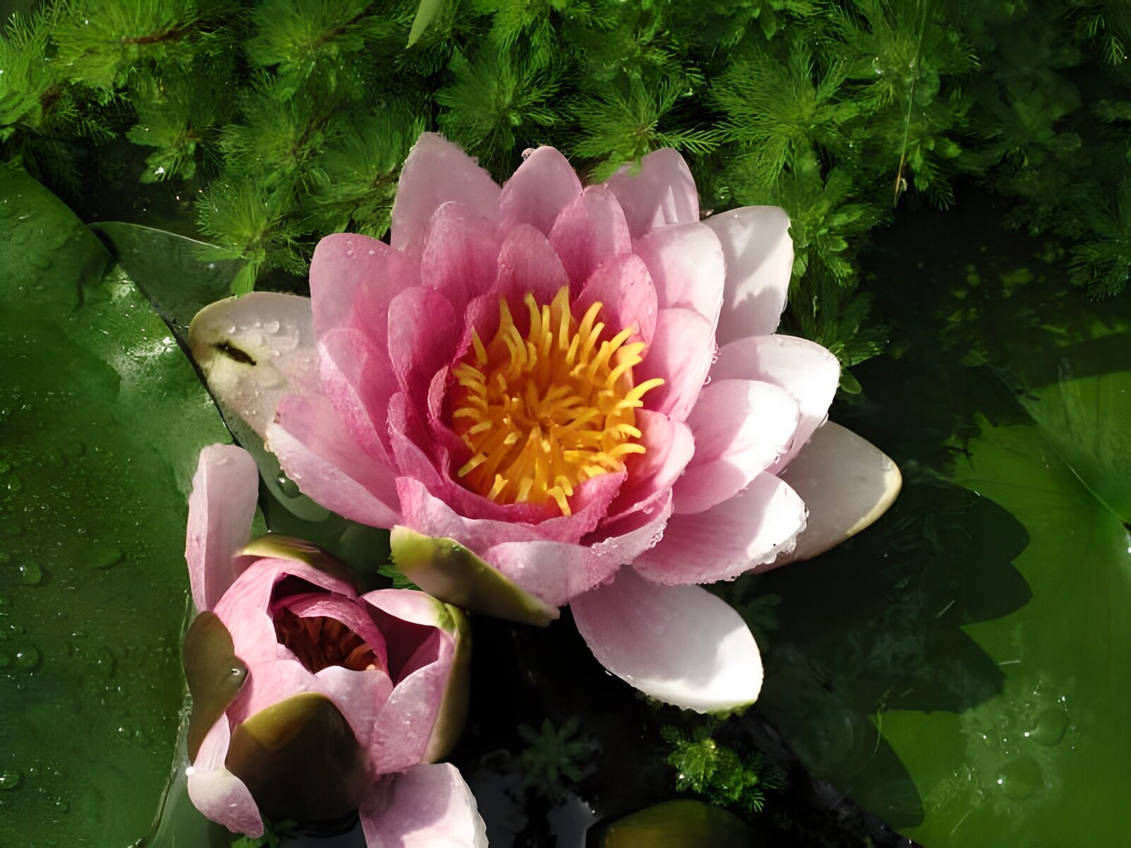 TP64273: N. Pink Sensation drie  waterlelies