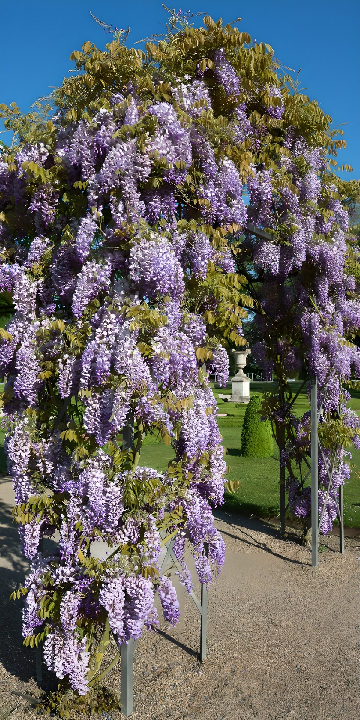 TP49143: Prachtige bloeiende blauwe regen