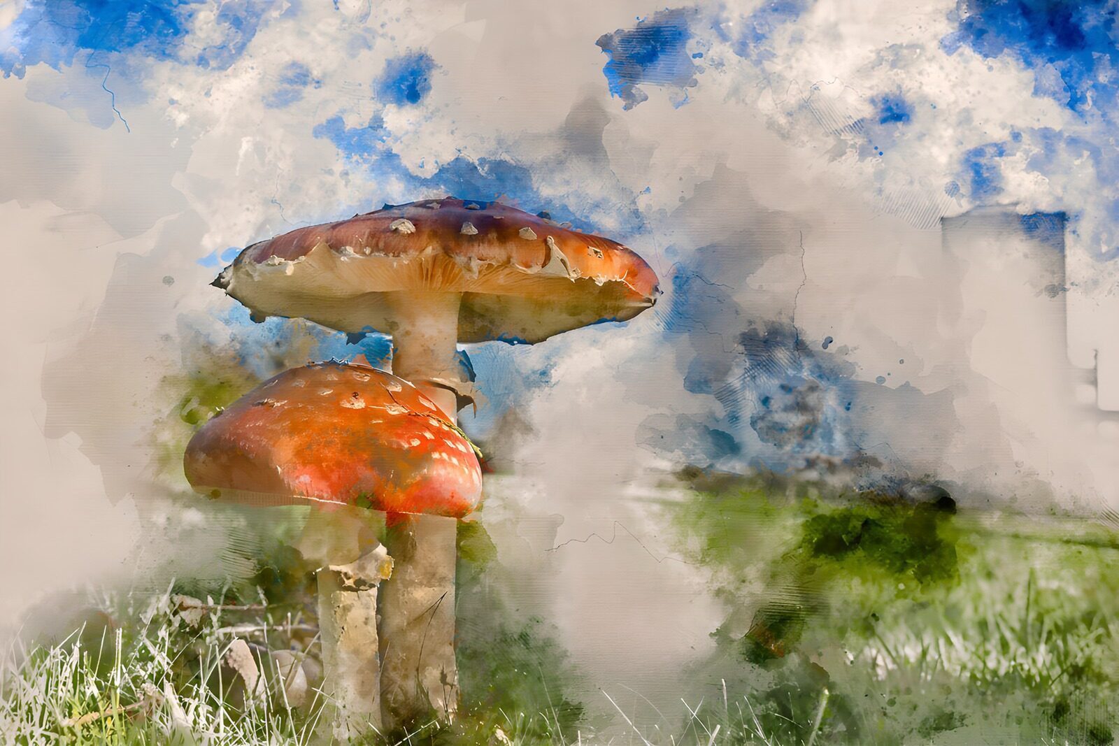 TP95817: Kleurrijke paddenstoelen in de natuur