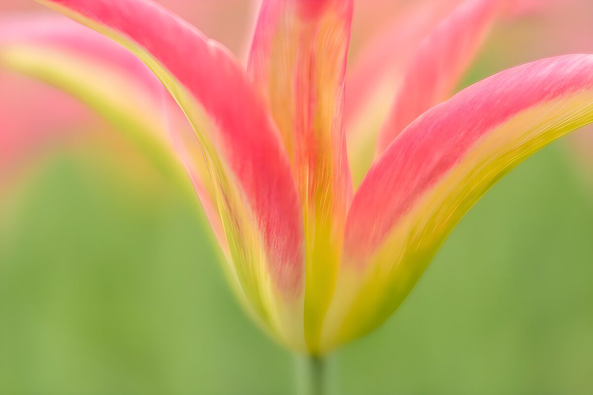 Kleurrijke tulp in bloei