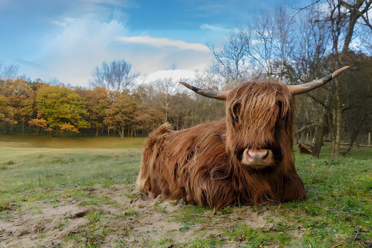 Hooglander in zijn natuurlijke omgeving