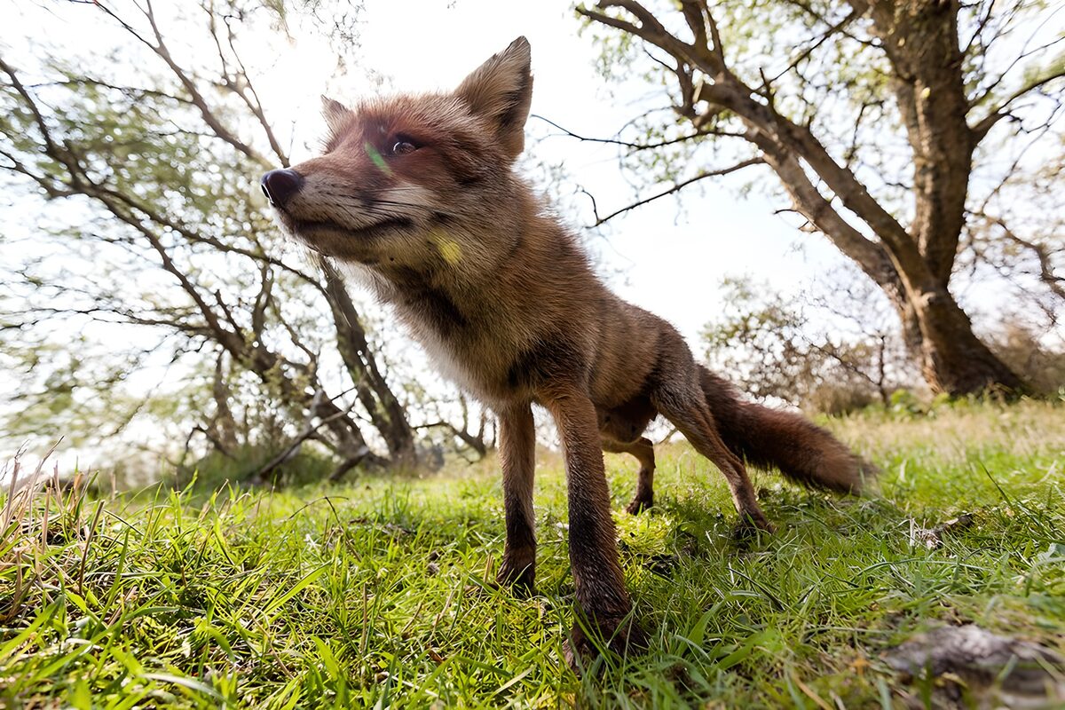 Slimme vos in de natuur