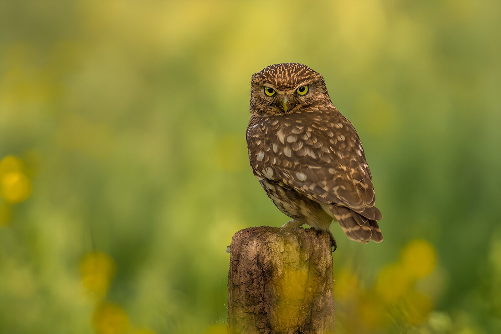 TP32015: Uil op een boomstronk in de natuur