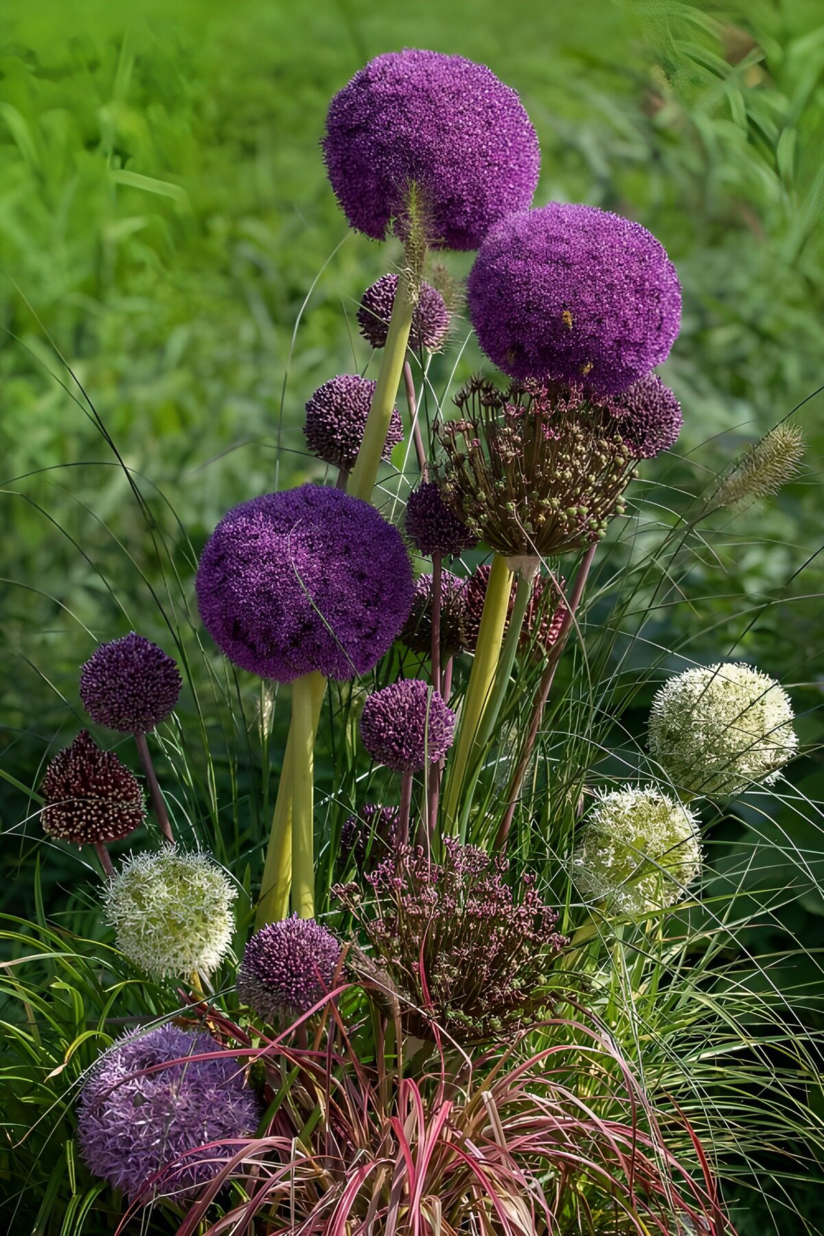 TP90809: Kleurrijke Allium Bloemen in de Tuin