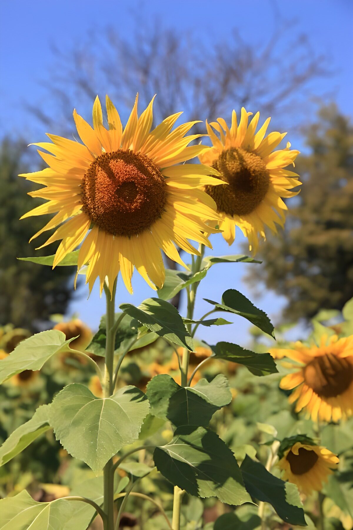 TP48270: Stralende Zonnebloemen in de Zomer
