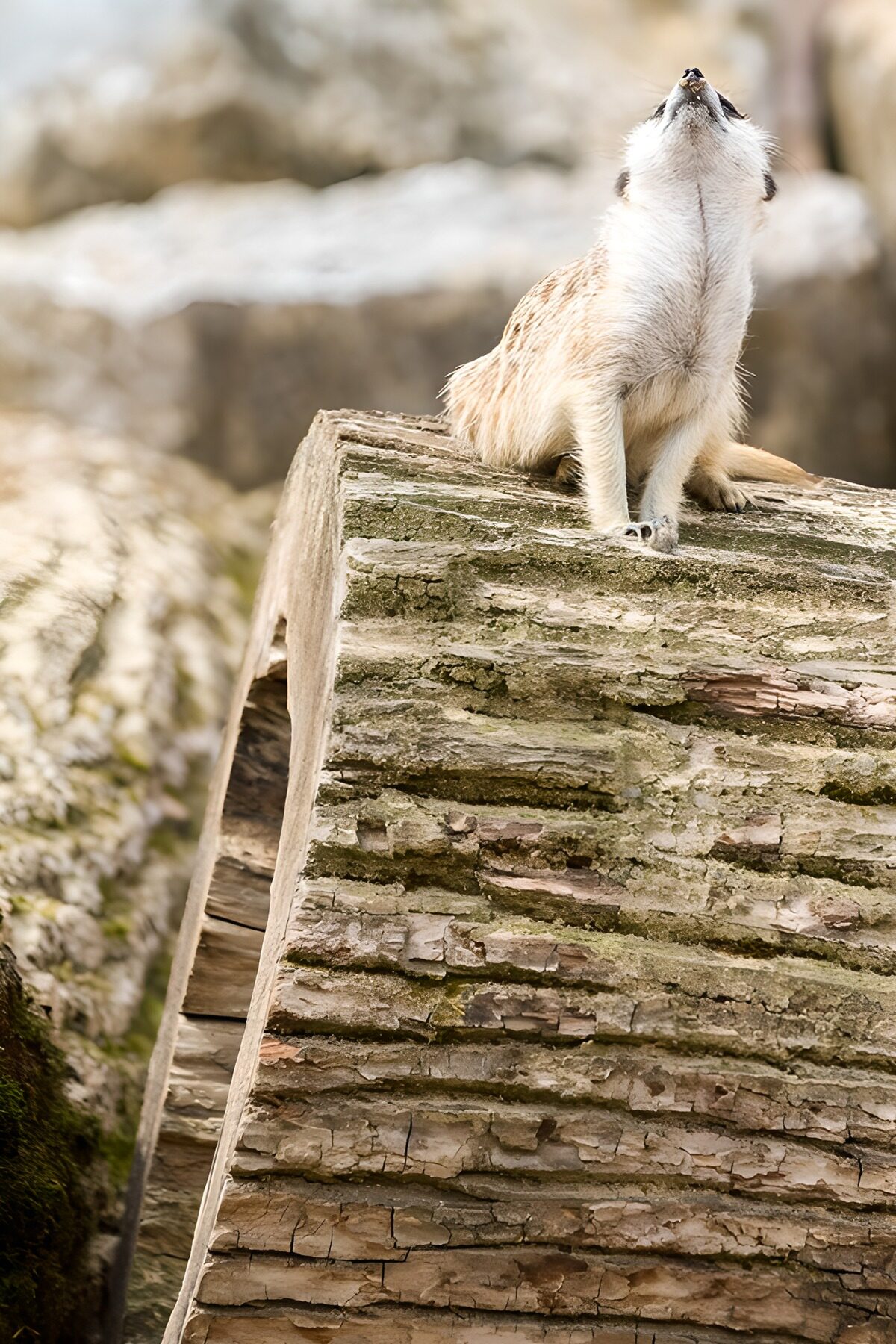 TP62230: Meerkat kijkt naar de hemel