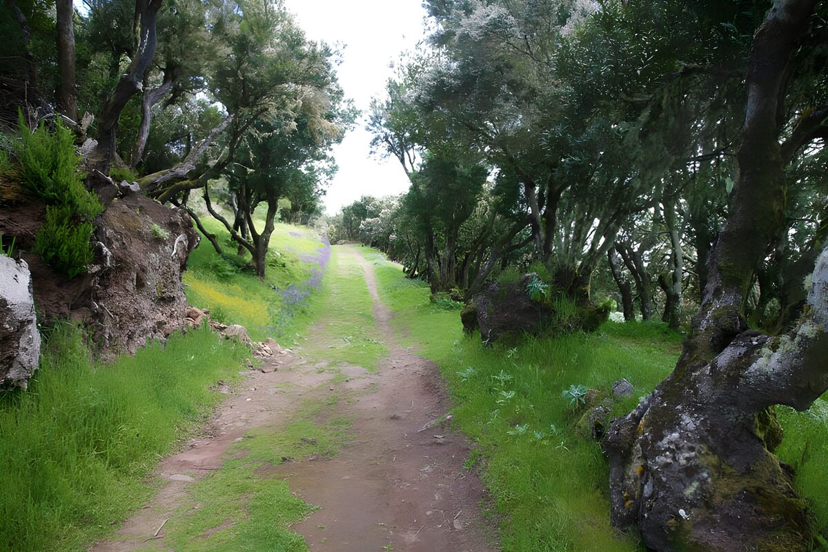 La Gomera 5