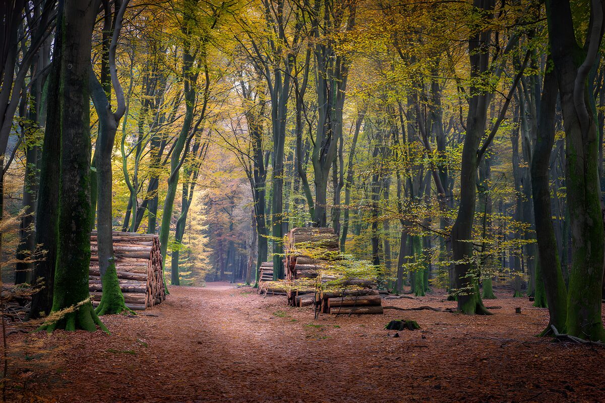 Bos met houtstapels in de herfst