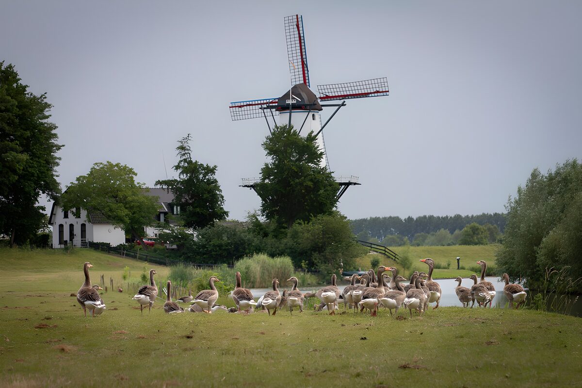 TP21207: Groep Ganzen bij een Molenscène