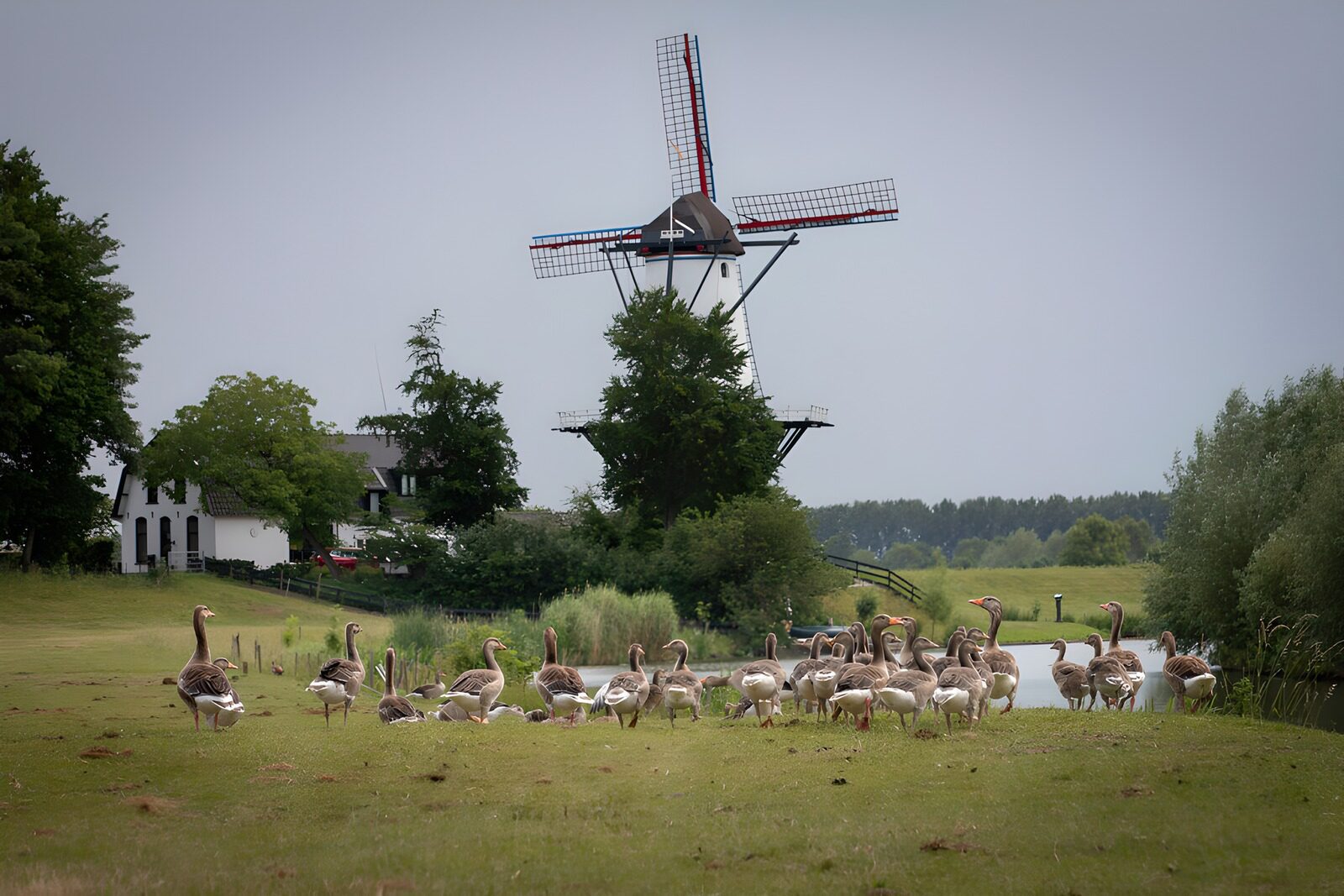 TP21207: Groep Ganzen bij een Molenscène