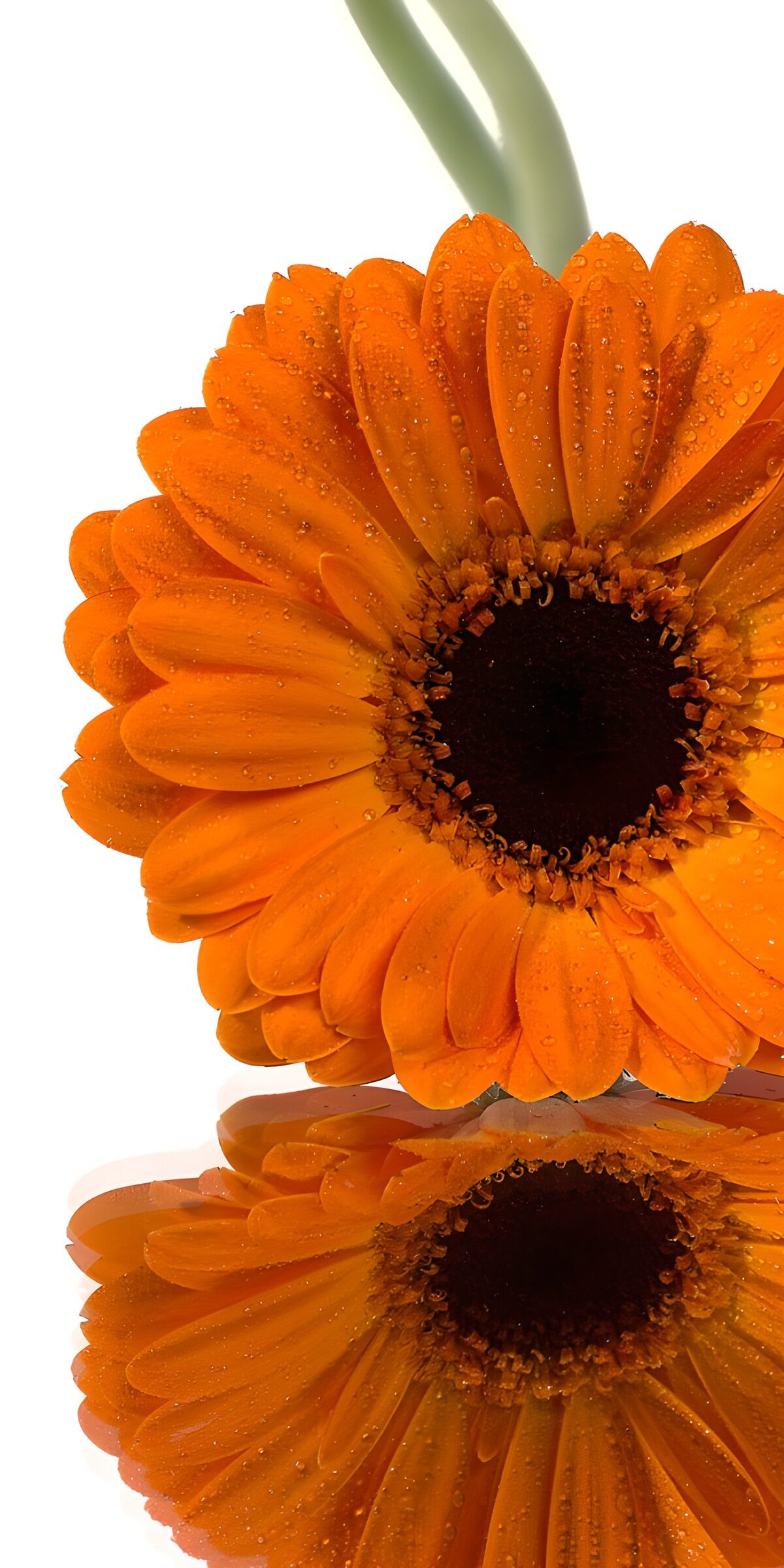TP40336: Sprankelende oranje gerbera