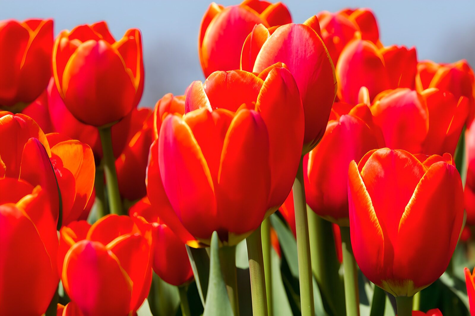 TP77147: Stralende rode tulpen in volle bloei