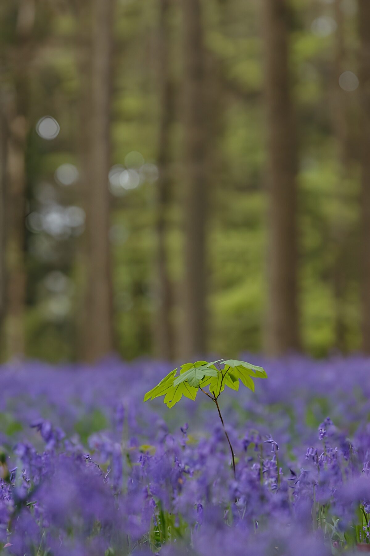 Eenzame Groenling Te midden van Blauwe Bloemen