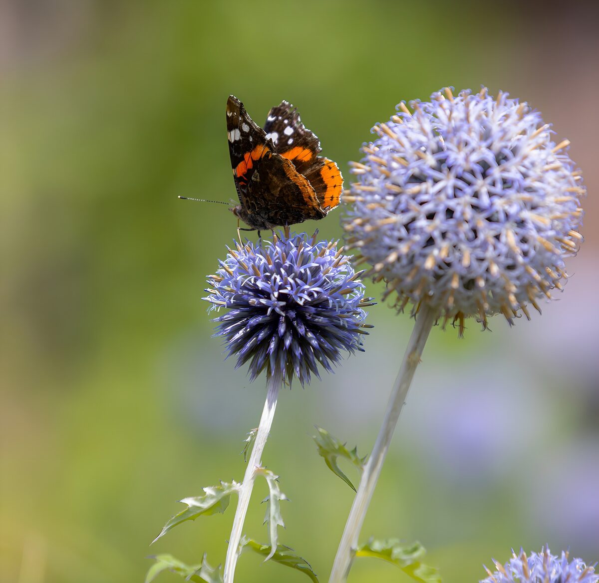 Vlinder op paarse bloemen