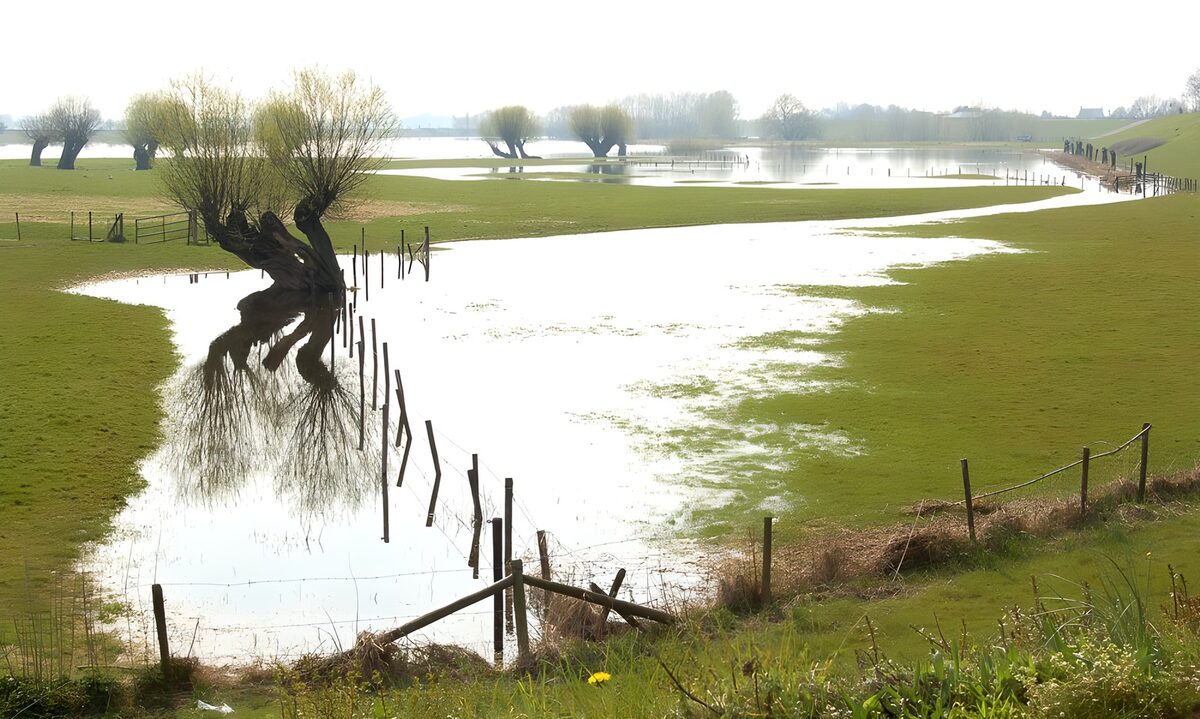 Ondergelopen weiland met bomen versie 2