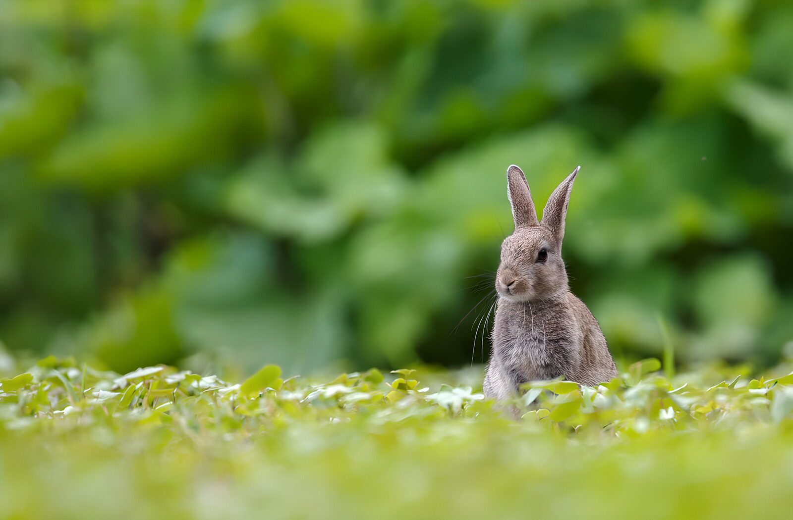 TP31025: Schattig Konijn in het Groen