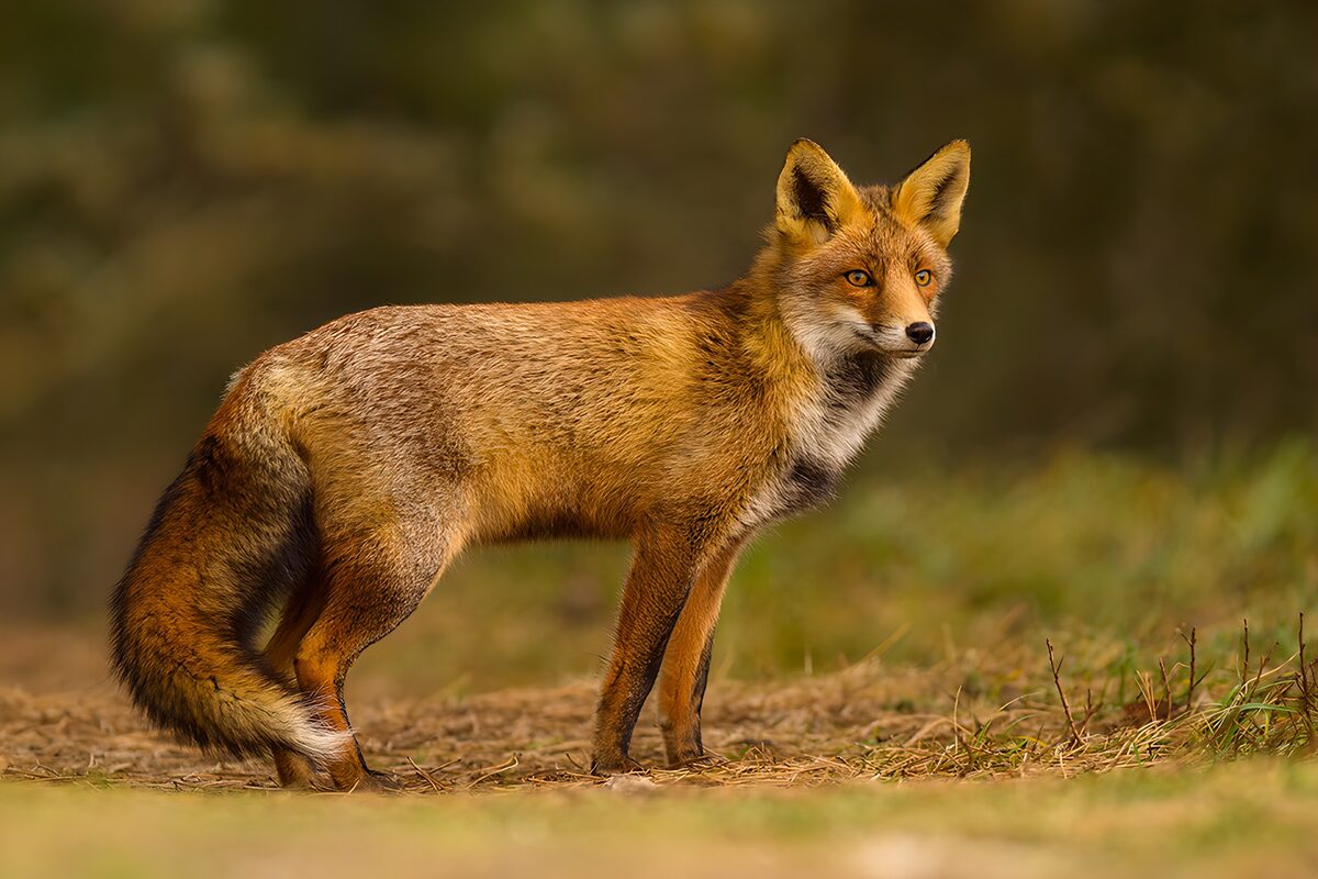 De Schemerige Vos in zijn Natuurlijk Habitat