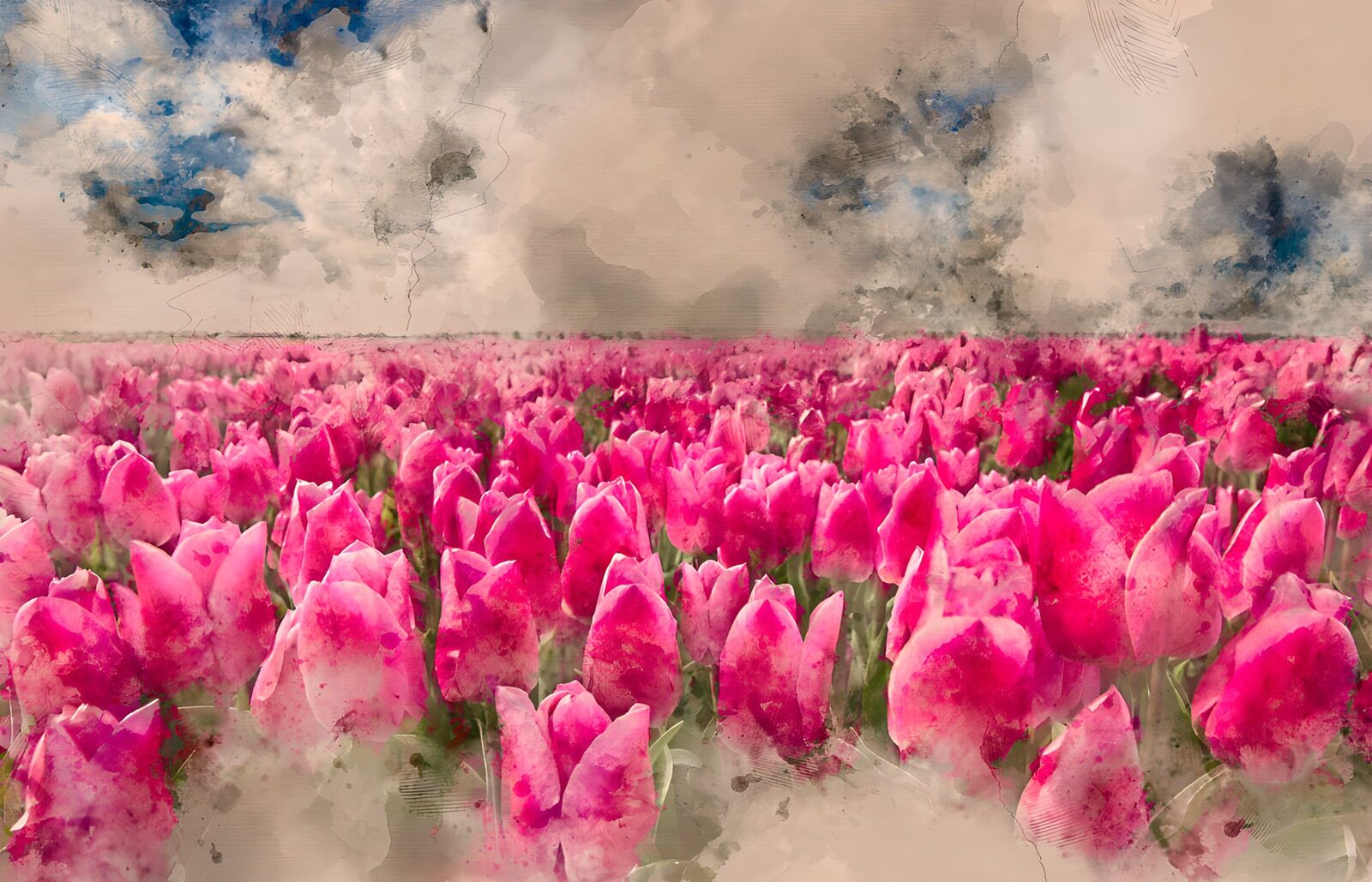 TP46643: Prachtige roze tulpenvelden