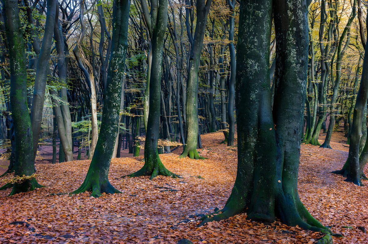 TP76556: Herfstwandeling door een betoverend bos