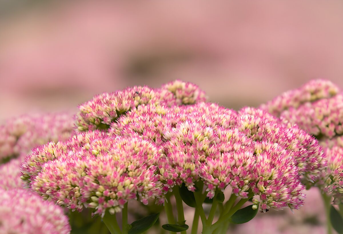 Prachtige roze bloemperken in bloei
