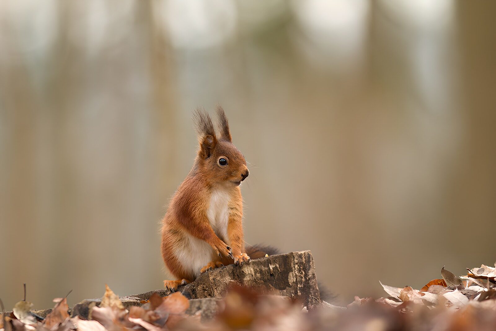 TP66534: Schattig eekhoorntje in het bos