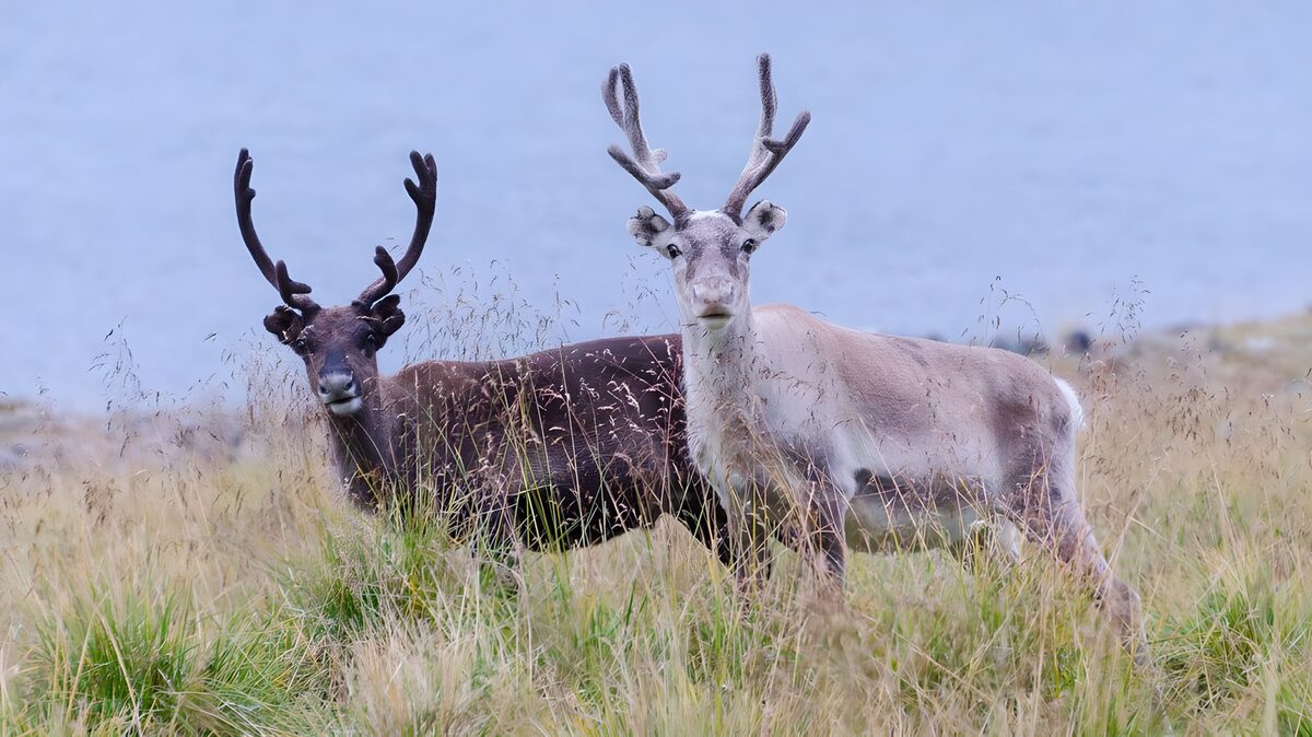 Twee herten in de natuur