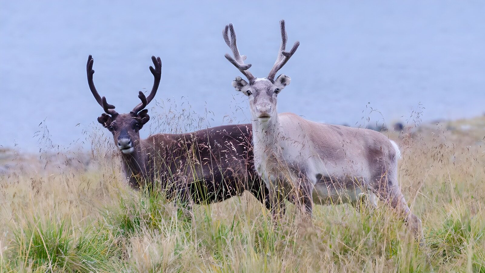 TP61952: Twee herten in de natuur
