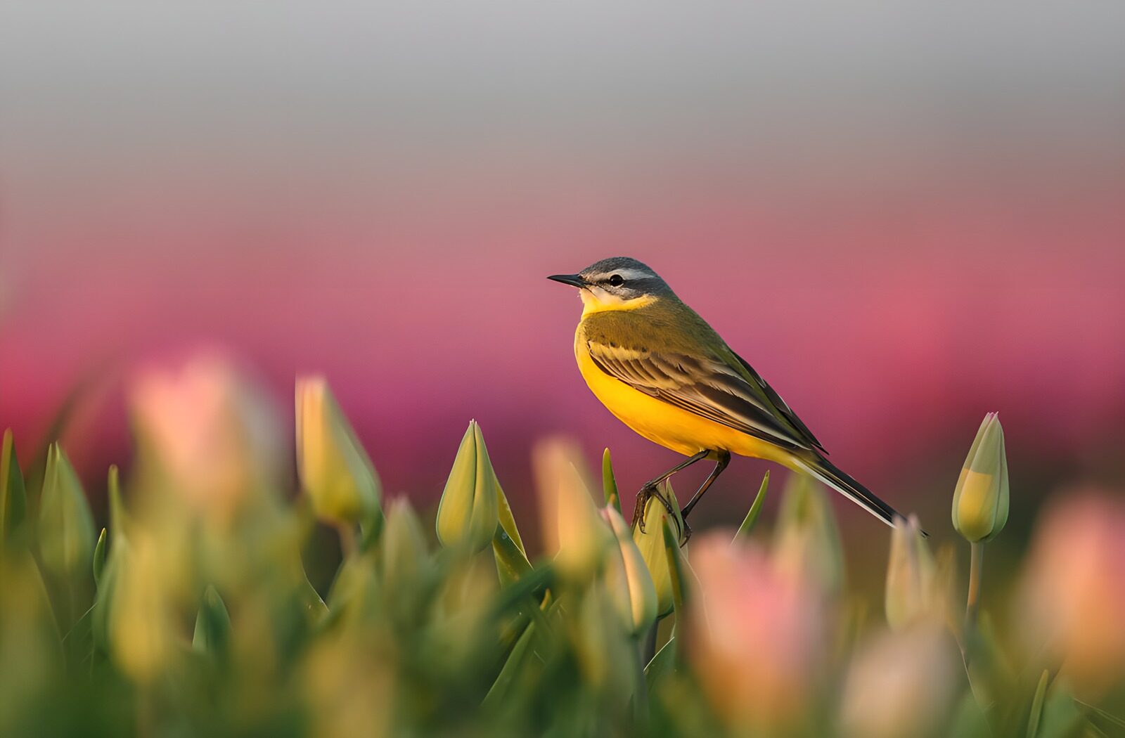 TP80152: Gele kwikstaart tussen tulpen