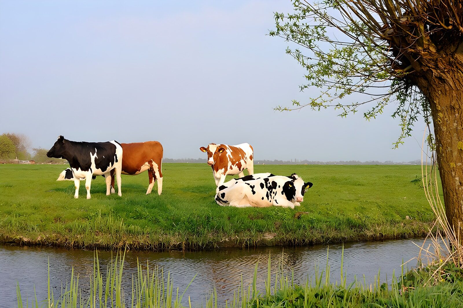 TP28833: Koeien in weiland bij slootje met knotwilg.